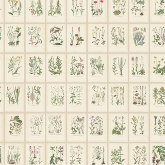 Papel pintado Botanica