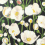 Papel pintado Tivoli Thibaut Black T45014