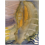 Alfombra Seeds of Wisdom MOOOI Blond S250421