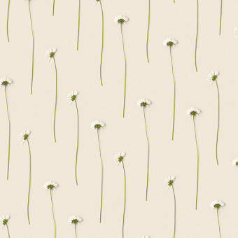 Papier peint Daisies