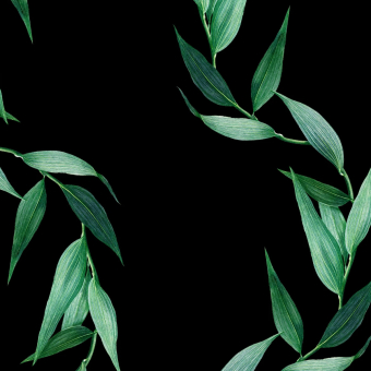Papel pintado panorámico Bamboo